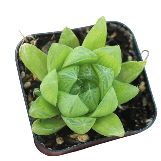 Haworthia Cooperi | Unique Transparent Succulent