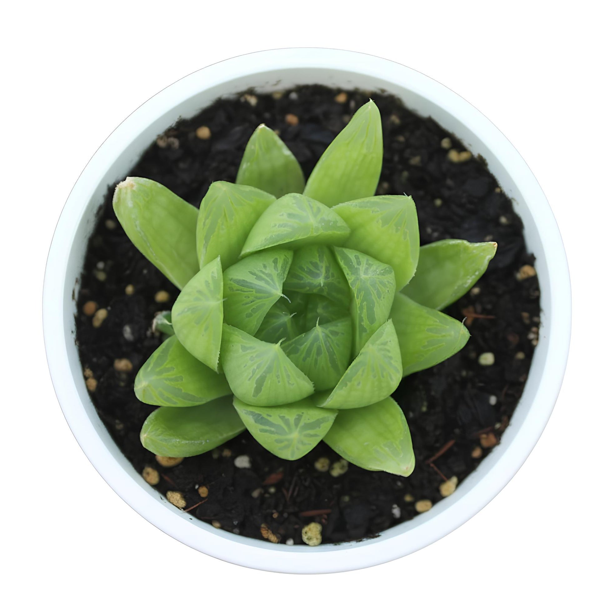 Haworthia Cooperi | Unique Transparent Succulent
