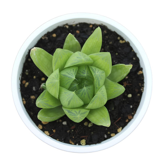 Haworthia Cooperi | Unique Transparent Succulent