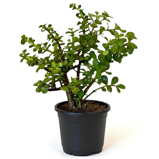 Jade Plant (Crassula ovata) | Indoor Succulent Plant for Home & Office