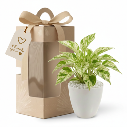 Gifting - Executive Package