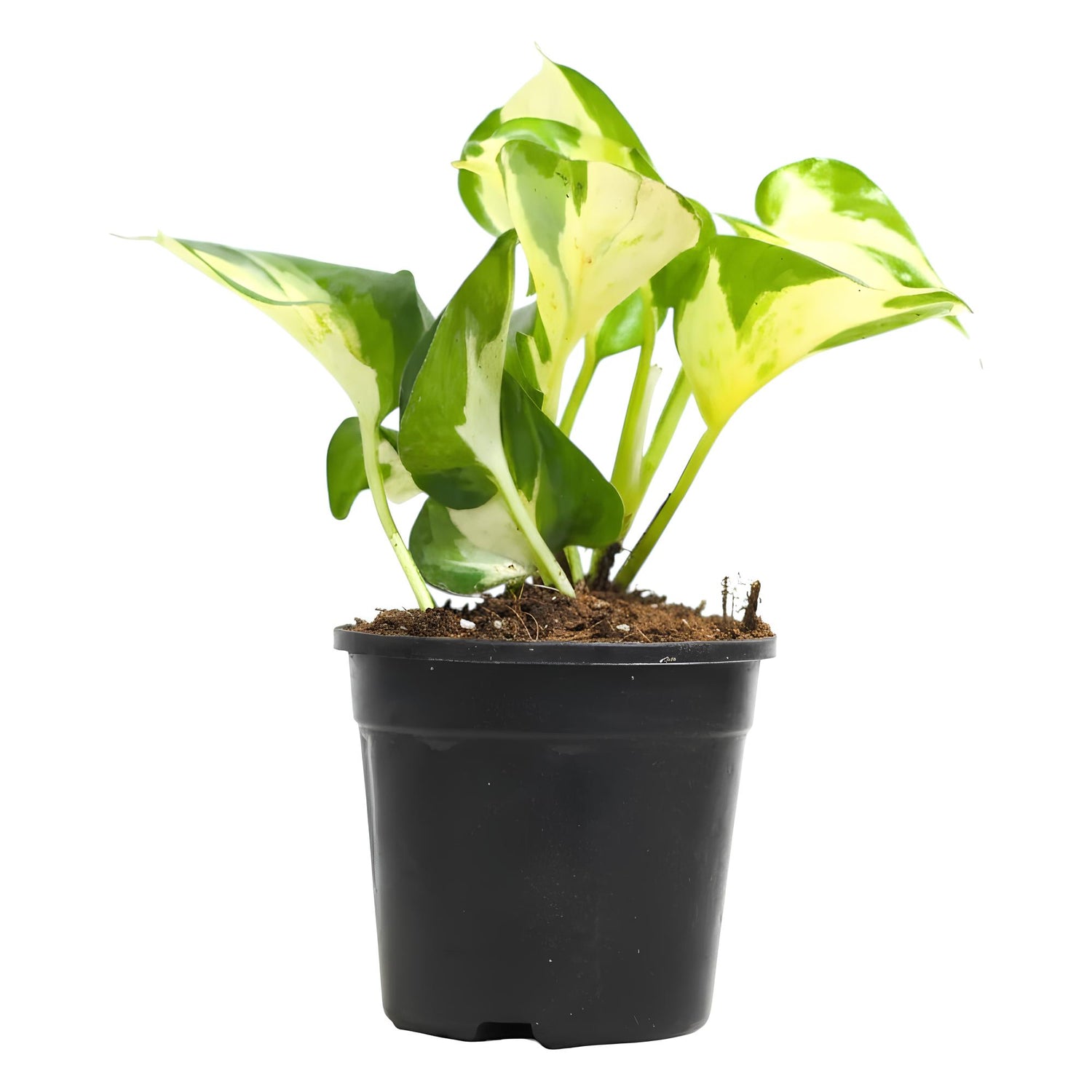 Manjula Pothos (Epipremnum aureum ‘Manjula’) | Low Maintenance Trailing Indoor Plant for Home & Office