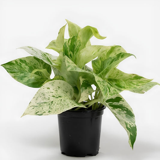 Marble Pothos (Epipremnum aureum ‘Marble Queen’) | Low Maintenance Indoor Plant for Home & Office