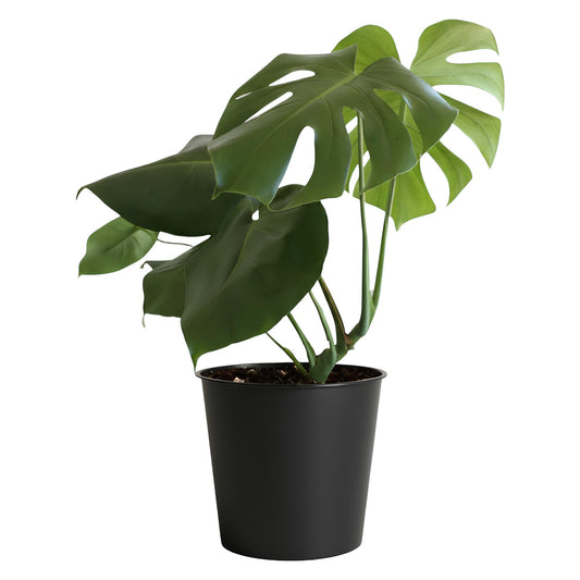 Monstera Deliciosa (Swiss Cheese Plant) | Low Maintenance Indoor Plant for Home & Office