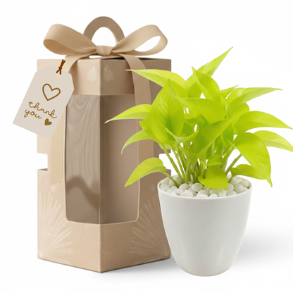 Gifting - Executive Package