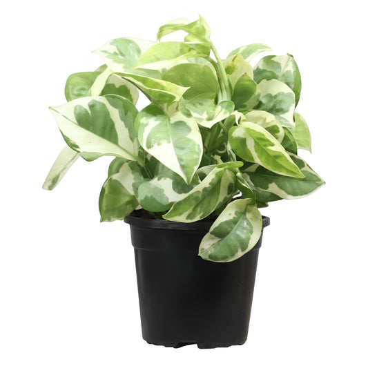 N'Joy Pothos Low Maintenance