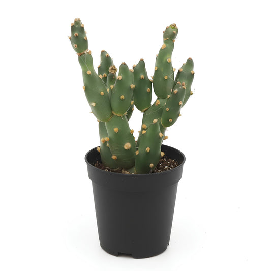 Opuntia Cactus (Prickly Pear) | Low Maintenance Indoor & Outdoor Succulent