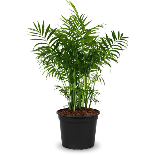 Parlor Palm (Chamaedorea elegans) | Low Maintenance Indoor Plant for Home & Office