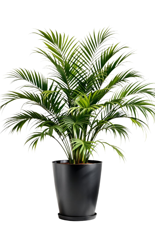 Parlor Palm plant in nursery pot – indoor foliage plant