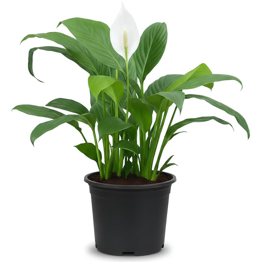 Peace Lily (Spathiphyllum) | Indoor Air-Purifying Plant for Home & Office