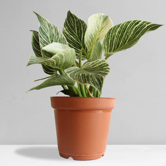 Philodendron Birkin with white-striped leaves in nursery pot