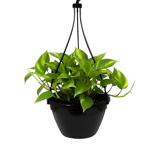 Hanging pot with green plant on a white background