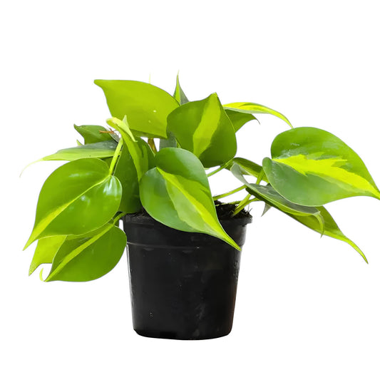 Philodendron Brasil (Philodendron hederaceum ‘Brasil’) | Low Maintenance Trailing Indoor Plant