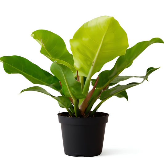 Philodendron Moonlight | Low Maintenance Indoor Plant with Bright Green Foliage