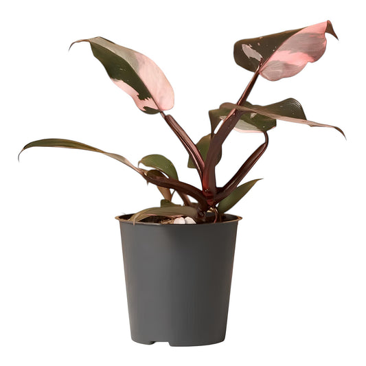 Philodendron Pink Princess (Philodendron erubescens ‘Pink Princess’) | Low Maintenance Indoor Plant for Home & Office