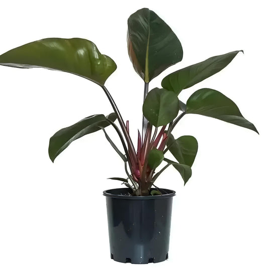Philodendron Red Congo | Low Maintenance Indoor Plant with Red Foliage