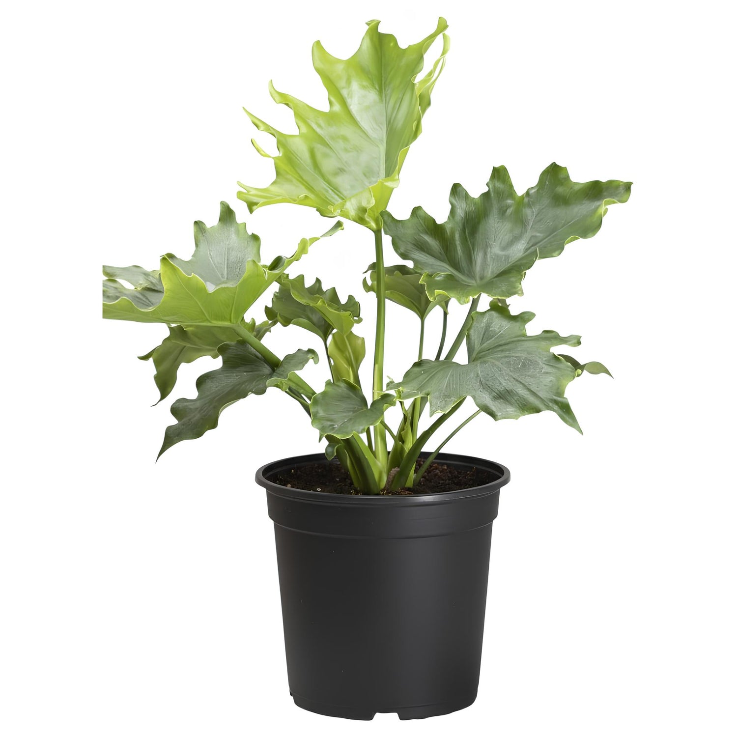 Philodendron Selloum (Philodendron bipinnatifidum) | Low Maintenance Indoor Plant for Home & Office