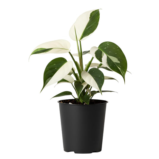Philodendron White Knight (Philodendron erubescens ‘White Knight’) | Low Maintenance Indoor Plant for Home & Office