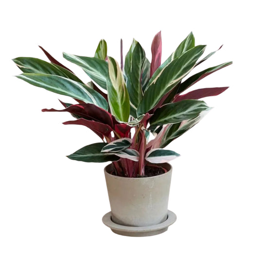 Prayer Plant in pot – patterned green and red leaves