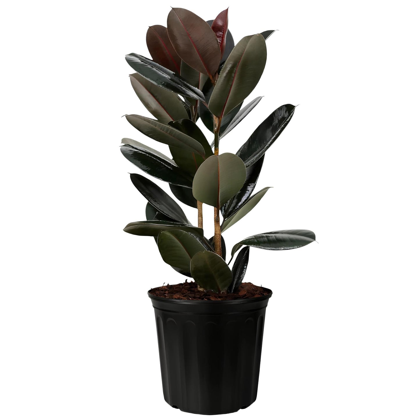 Rubber Plant Burgundy (Ficus elastica ‘Burgundy’) | Low Maintenance Indoor Plant