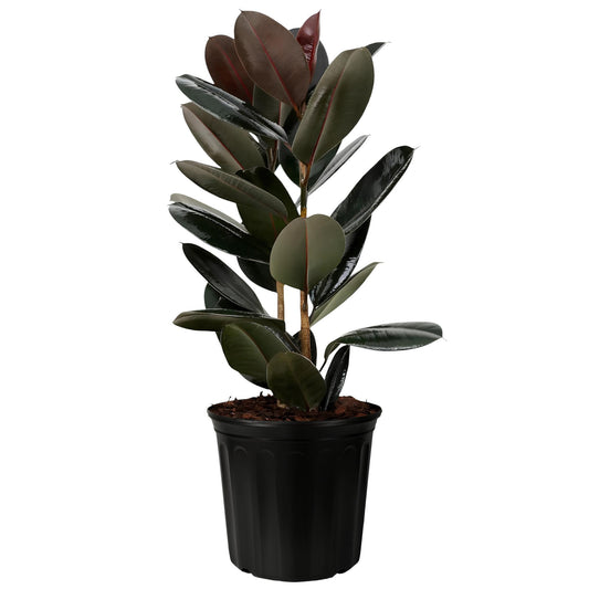 Rubber Plant Burgundy (Ficus elastica ‘Burgundy’) | Low Maintenance Indoor Plant