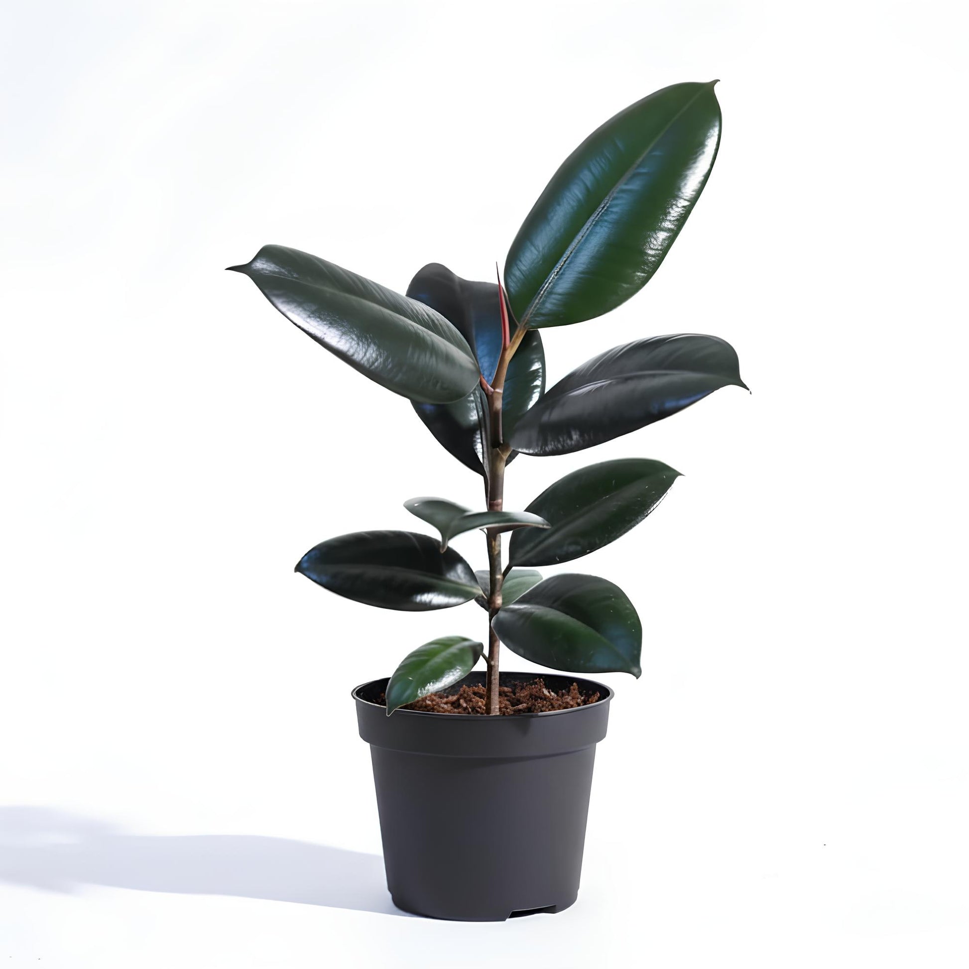 Rubber Plant (Ficus elastica) | Low Maintenance Indoor Plant for Home & Office