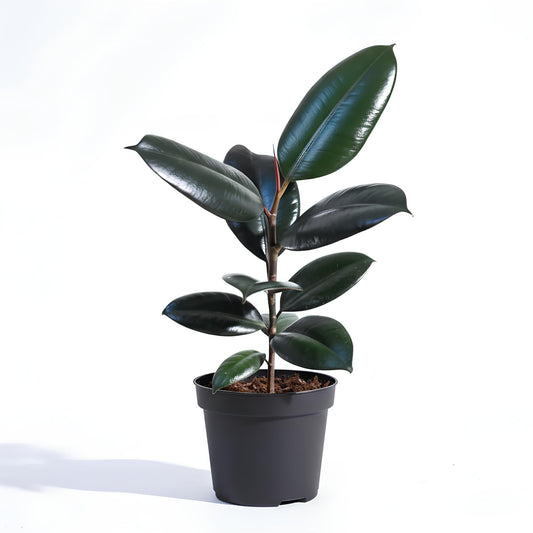 Rubber Plant (Ficus elastica) | Low Maintenance Indoor Plant for Home & Office
