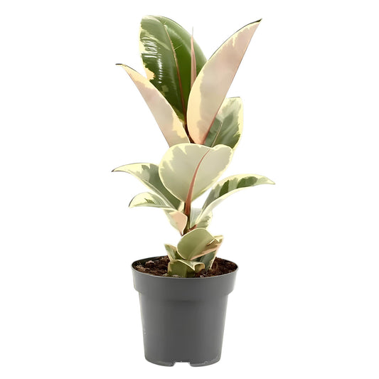Rubber Plant Variegated (Ficus elastica ‘Variegata’) | Low Maintenance Indoor Plant for Home & Office