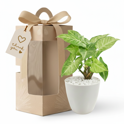 Gifting - Executive Package