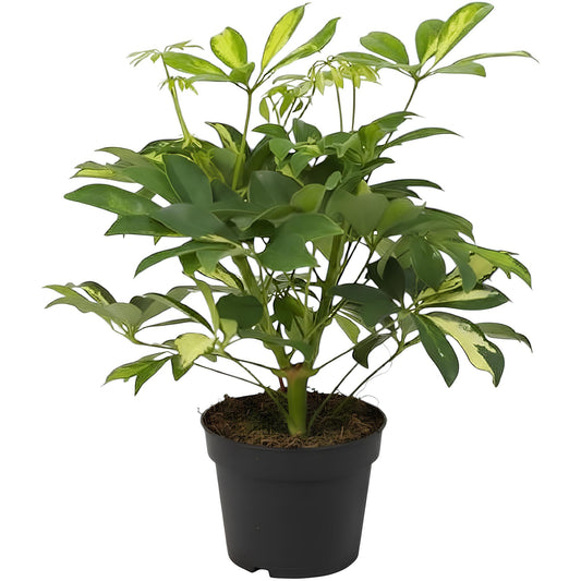 Schefflera (Umbrella Plant) | Low Maintenance Indoor Plant for Home & Office