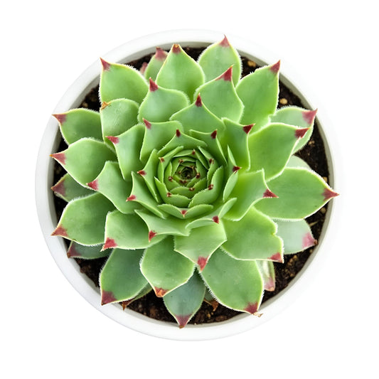 Sempervivum Calcareum | Hardy Succulent with Stunning Rosettes