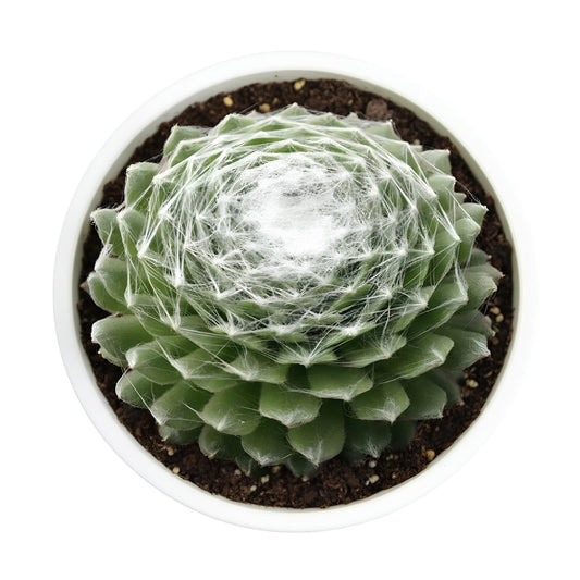 Sempervivum Cobweb Houseleek | Unique Succulent with Web-Like Patterns