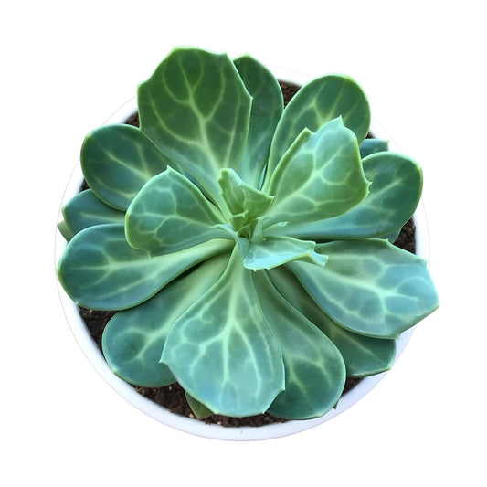 Senecio Obvatus | Beautiful Trailing Succulent