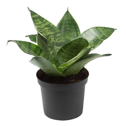 Snake Plant Green (Sansevieria trifasciata) | Low Maintenance Indoor Plant for Home & Office