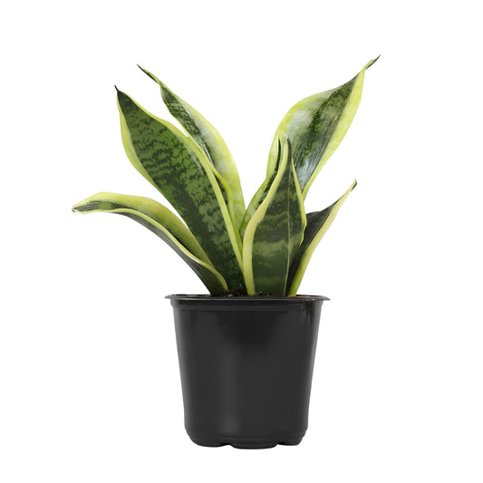 Snake Plant Superba | Low Maintenance Indoor Plant for Home & Office