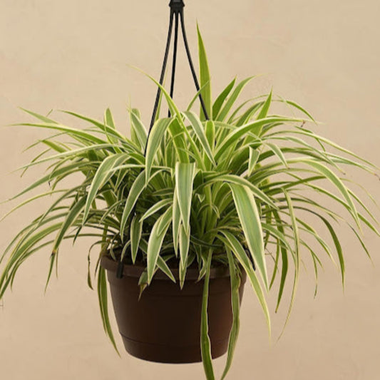 Spider Plant in hanging basket with striped green leaves