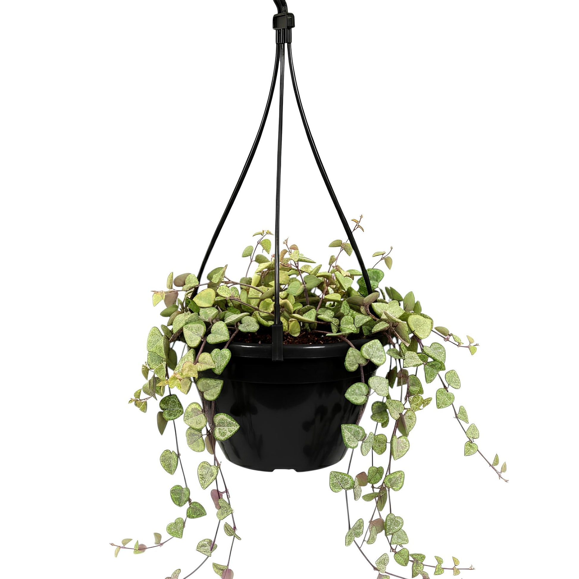 String of Hearts (Ceropegia woodii) | Low Maintenance Trailing Indoor Plant for Home & Office