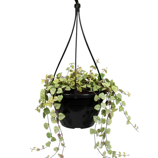 String of Hearts (Ceropegia woodii) | Low Maintenance Trailing Indoor Plant for Home & Office