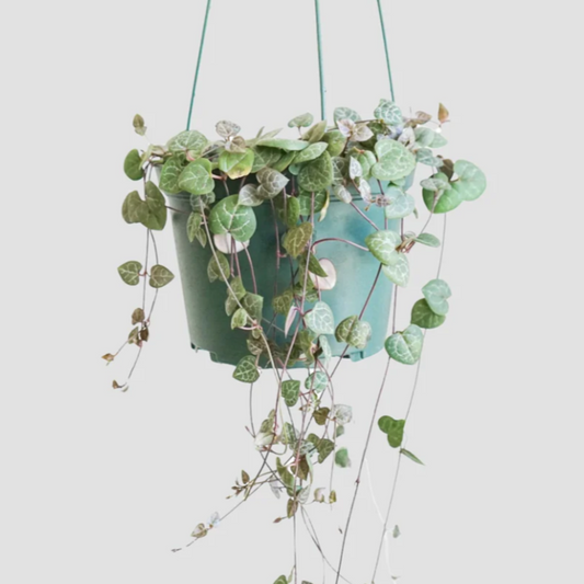 String of Hearts trailing plant in hanging basket