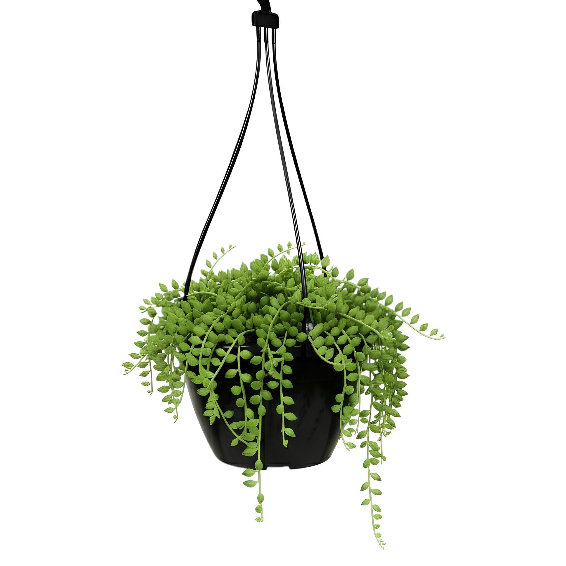 String of Pearls (Senecio rowleyanus) | Low Maintenance Trailing Indoor Plant for Home & Office