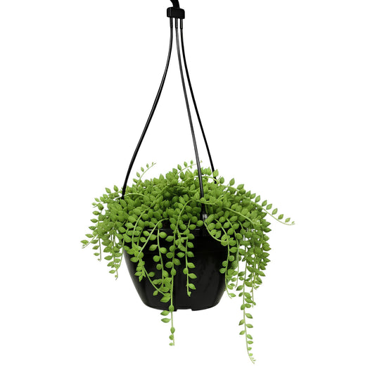 String of Pearls (Senecio rowleyanus) | Low Maintenance Trailing Indoor Plant for Home & Office