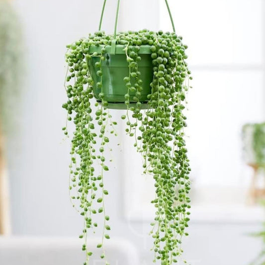 String of Pearls plant trailing in hanging basket