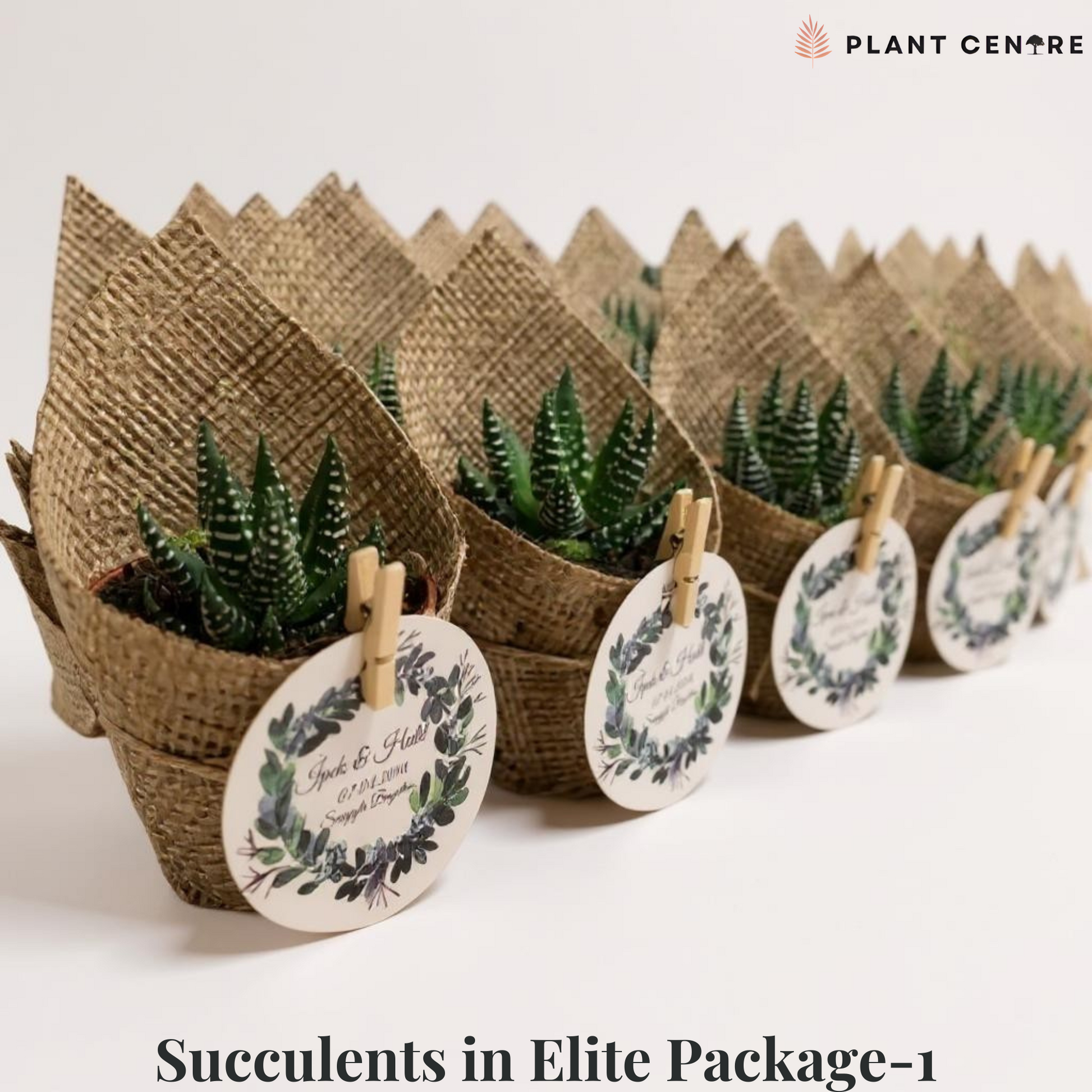 Succulents in Elite Package-1