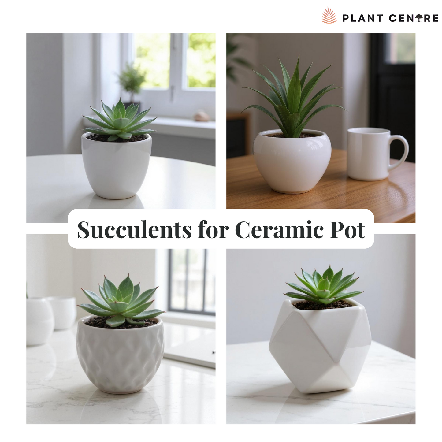 Succulents in Ceramic Pot