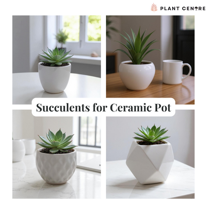 Succulents in Ceramic Pot
