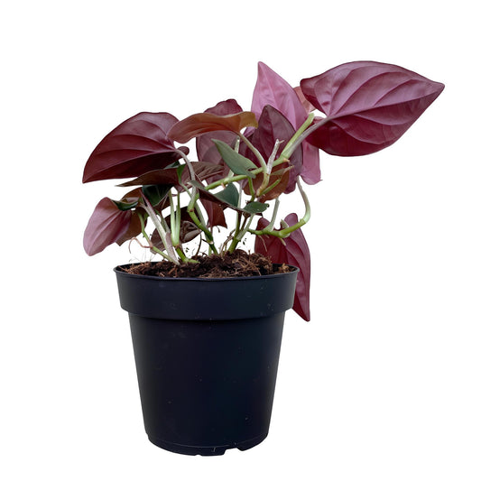 Syngonium Erythrophyllum (Syngonium podophyllum ‘Erythrophyllum’) | Low Maintenance Trailing Indoor Plant for Home & Office