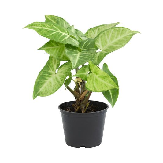 Syngonium Green (Syngonium podophyllum ‘Green’) | Low Maintenance Trailing Indoor Plant for Home & Office