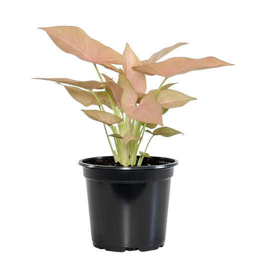 Syngonium Pink (Syngonium podophyllum ‘Pink’) | Low Maintenance Indoor Plant for Home & Office