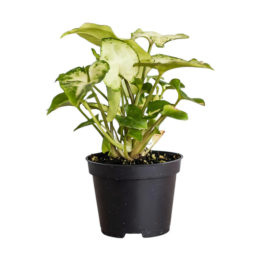 Syngonium Pixie (Syngonium podophyllum ‘Pixie’) | Low Maintenance Trailing Indoor Plant for Home & Office