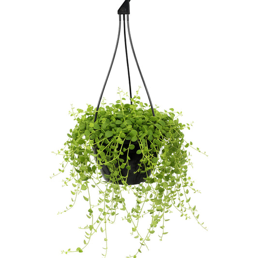 Turtle Vine (Callisia repens) | Low Maintenance Trailing Indoor Plant for Home & Office